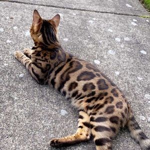 Meet your Posher, Susanna